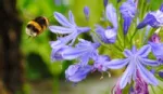 Bee on flower. Protecting biodiversity is central to Unilever’s Sustainable Agriculture Programme