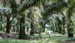 Palm oil farmer working in a plantation