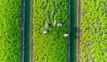 An aerial view of a vibrant green field with neatly organised rows of crops, separated by irrigation channels. Several workers wearing hats are harvesting the crops.