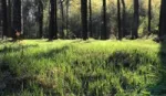 Grass grows along the bed of a forest